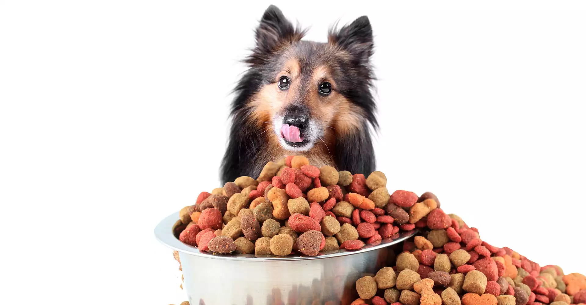 CROQUETTES POUR CHIEN
